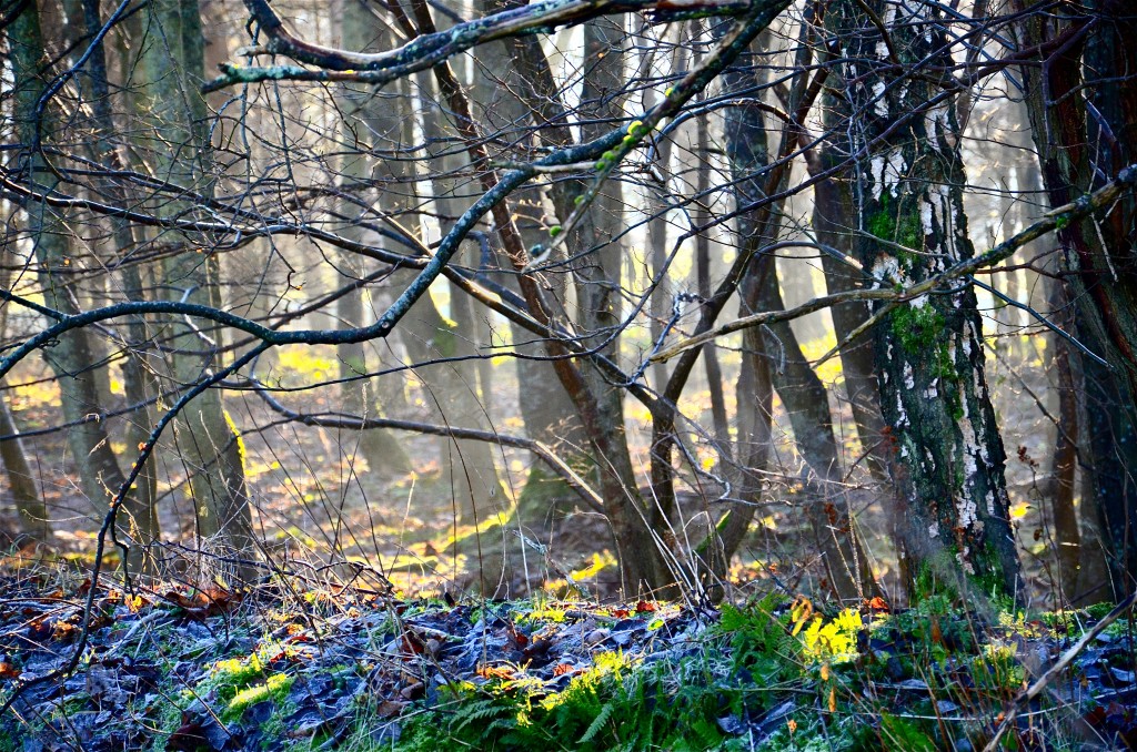 Woodland near the River Tweed, Scotland
